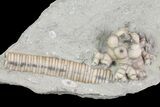 Bargain Hylodecrinus Crinoid Fossil - Crawfordsville, Indiana #68478-1